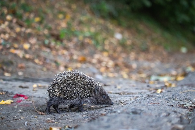 其余队友的 其余队友的